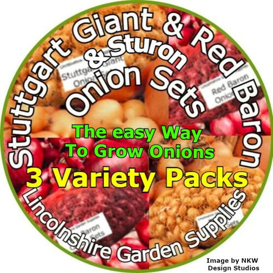 Sturon Onion Sets