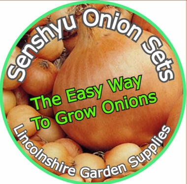 Stuttgart Giant Onion Sets