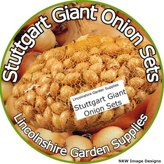 Stuttgart Giant Onion Sets Stuttgart Giant Onion Sets