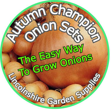 Sturon Onion Sets