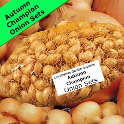 Autumn Champion Autumn Champion