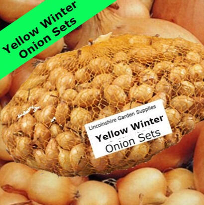 Yellow Winter
