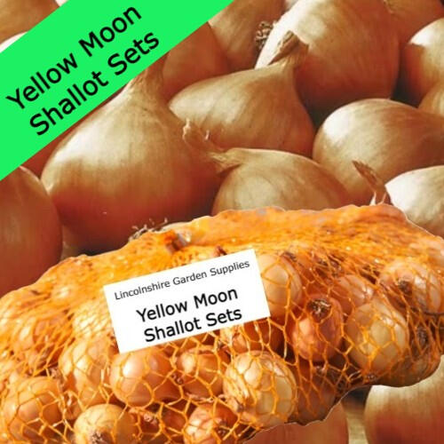 Yellow Moon Yellow Moon