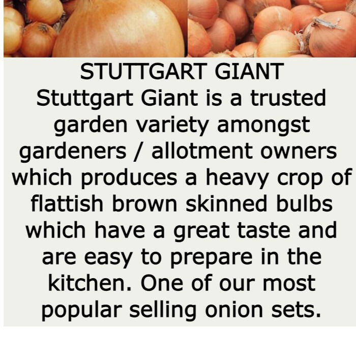Stuttgart Giant Stuttgart Giant