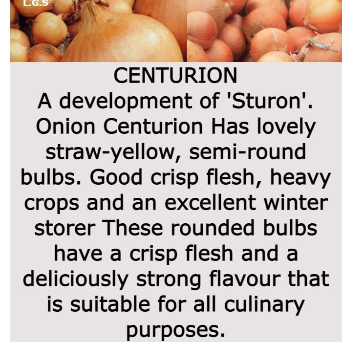 Centurion Centurion