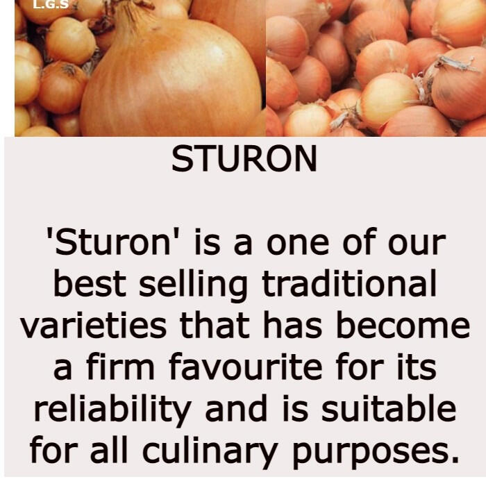 Sturon Sturon