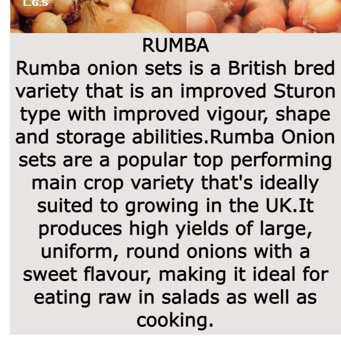 Rumba Rumba