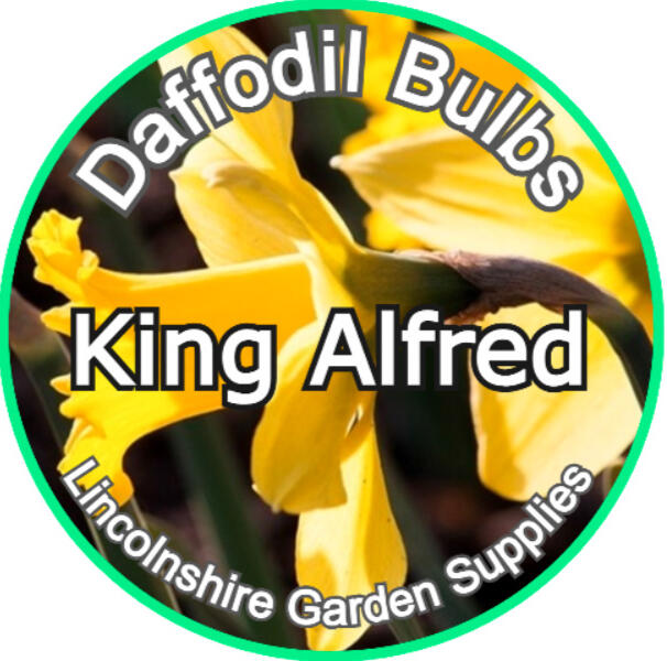 king alfred bulbs